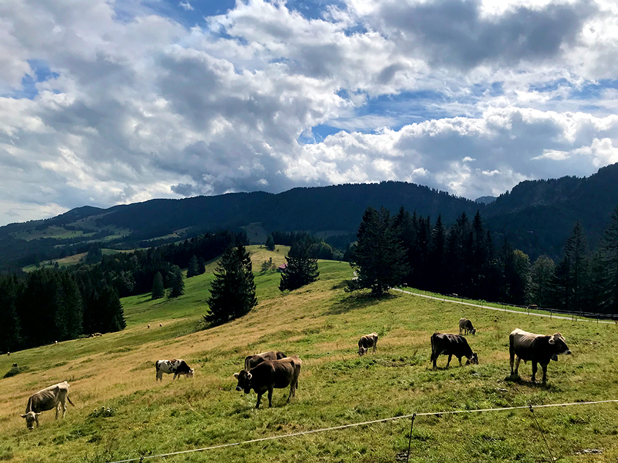 Jede Menge Kühe treffen wir auf unserem Weg.