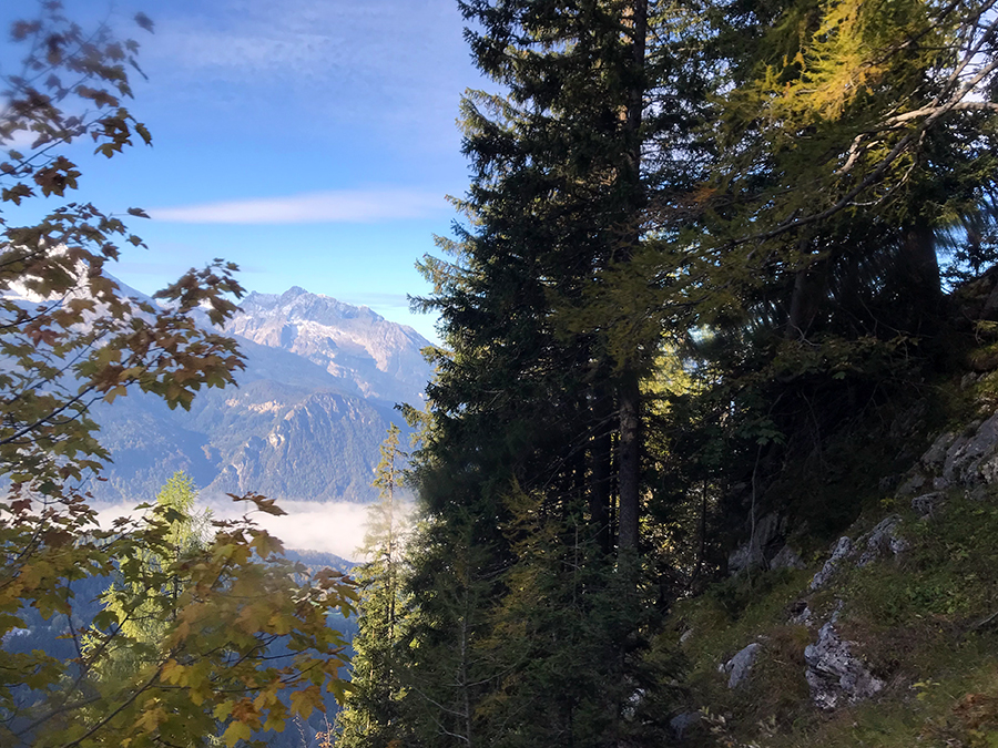 Ganz schön beeindruckend, wie die wirklich riesigen Bäume hier förmlich am steilen Berg zu kleben scheinen!